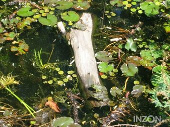 vodní rostliny bahenní rostliny - 12