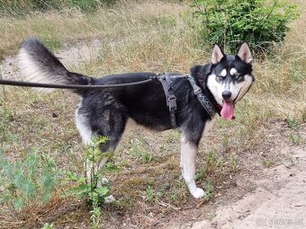 BLUE K ADOPCI - přátelský akční mazel - 12