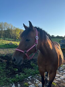 kobyla ČT/hucul - 12