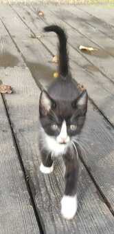 Mainská mývalí koťata - 12