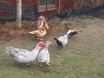 PRODÁM MLADÉ PIŽMOVKY VELKÉ KRÁSNÝCH BAREV - 12