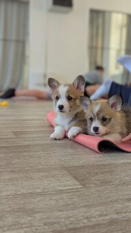 WELSH CORGI PEMBROKE S PP - pejsci - 12
