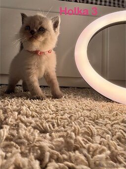 Britská koťata. - 12