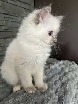 Ragdoll kotě holčička bez PP na prodej - 12