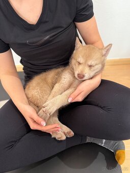 Saarloosův Vlčák štěňátka s PP - 12