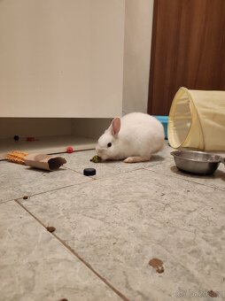 Zakrslý králík samec + vybavení - 12