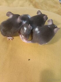 Myš, myšky, černé a bílé bříško - 12