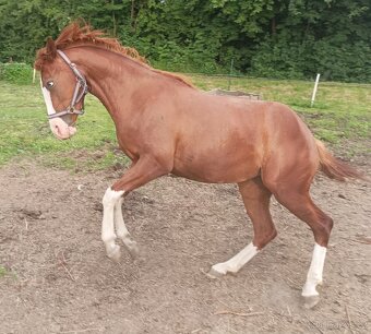 Prodám paint horse klisna - 12