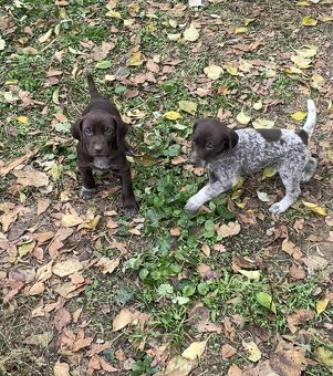 Německý ohař krátkosrstý - 12