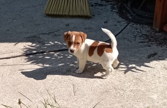 Jack russell terier krásný pejsek - 12