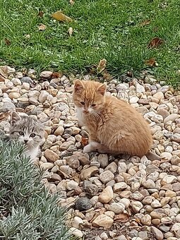 DARUJI KOŤÁTKA - 12