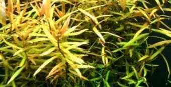 Akvárium / Akvárko / aquarium  112l a stojan - 12