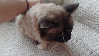 mačiatka ragdoll,radgoll,predané,na predaj len dospelé mačky - 12
