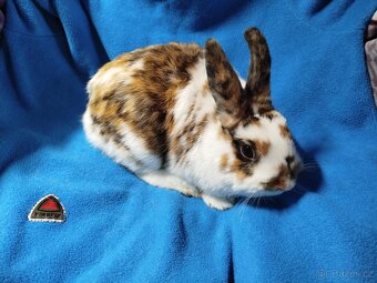 Nabízím zakrslé králíčky- hladké stáří 7 měsíců - 12
