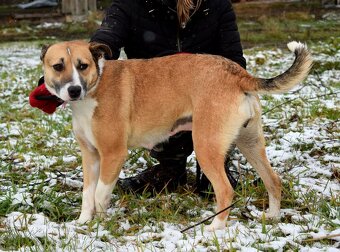 FLAVIA K ADOPCI - 1,5 ROKU, USMĚVAVÁ, KAMARÁDSKÁ - 12