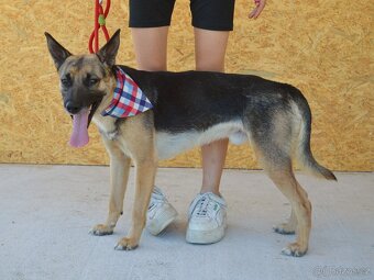 Norton hledá domov - 12