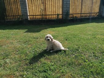 Predám šteniatka maltipoo. - 12