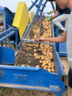 Kombajn na brambory Karlik z 642 - 12