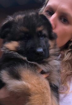 Německý Ovčák - štěňata - 12