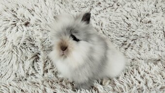 Zakrslý králík, králíček (Teddy) - MORTY - 12