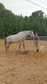 Starokladrubský valach na prodej - 12