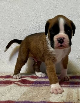 Německý boxer - 12