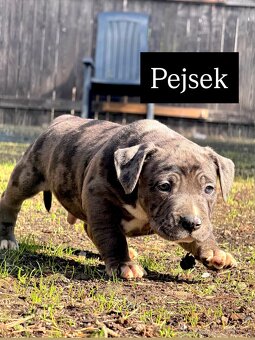 Americký stafordšírský teriér - 12