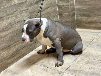 American bully XL - 12
