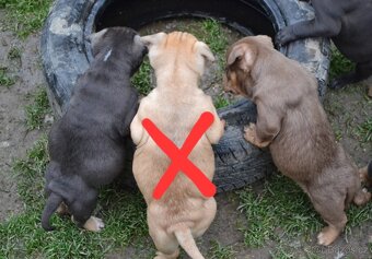 American bully pocket / sharpei - 12