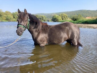 Pony valach 4 roky - 12