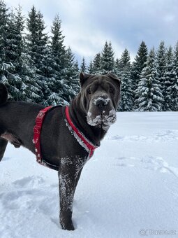 Sharpei bez PP ke krytí - 12