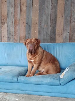 Bordeauxská doga s PP - 12