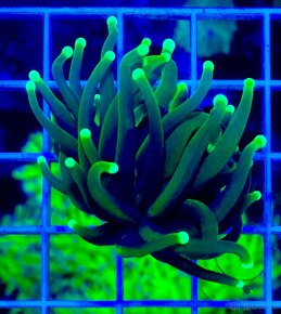 Morske koraly - Nova ponúka - 12