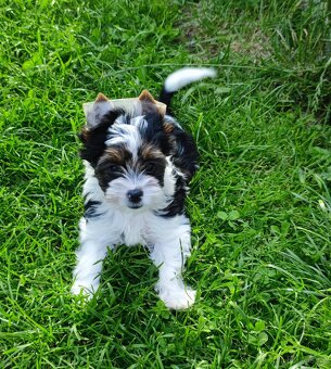 Biewer Yorkshire(jork)terier-fenky s PP IHR - 12