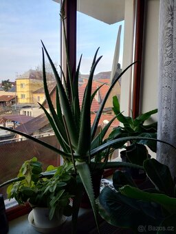 PRODÁM 3 KUSY BANÁNOVNÍKŮ A 4 KUSY ALOE VERA LÉČIVÉ - 12