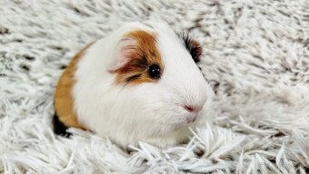 Morče, Morčátko, Morčátka, Morčata - BETTY - 12