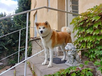 Akita inu - 12