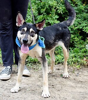 FLOKY K ADOPCI - 1 ROK, HRAVÝ,MILÝ,VHODNÝ K DĚTEM - - 12
