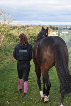 Rabbit Requinto, 7letý valach A1/1 na prodej - 12