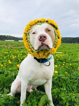 American bully XL krytí - 12