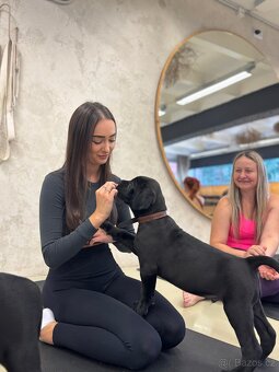 🌟Poslední 2 Štěňátka Cane Corso hledají nové domovy 🌟 - 12