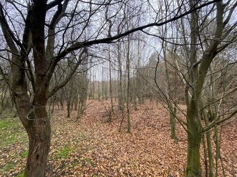 Lesní pozemek Šarovy - 12