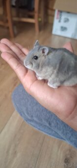 Křeček džungarský - 12