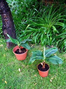 rostliny do zimní zahrady, zimní zahrada, oranžerie - 12