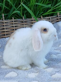 Kouzelná Miminka Anglický Zakrslý Beránek MiniLop✅ - 12
