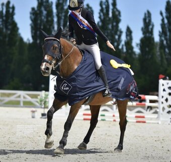 Prodej či výměna sportovní kobyly - 12