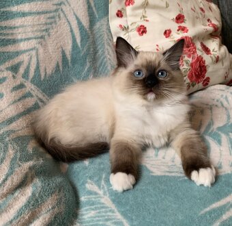 ❤️❤️Ragdoll s PP kočičky - 12