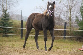 Prodám Appaloosa - 12