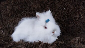 Zakrslý králíček, králík -(TEDDY)-HERBERT - 12