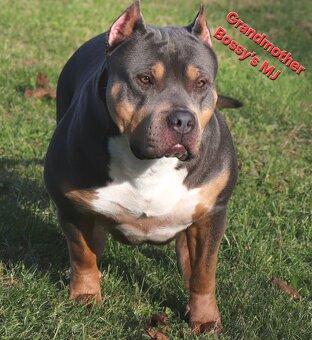 American bully XL XXL - 12